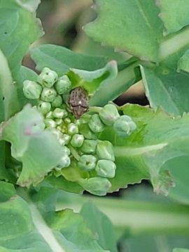 Прихованохоботники у посівах ріпаку