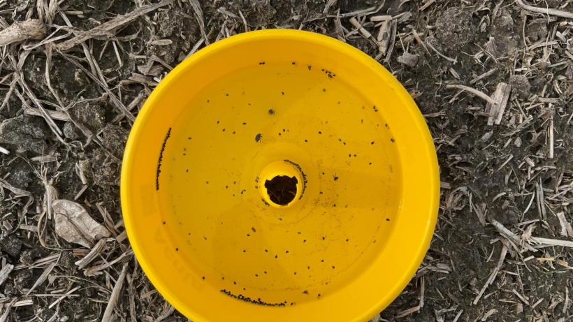 у жовтій посуді комахи