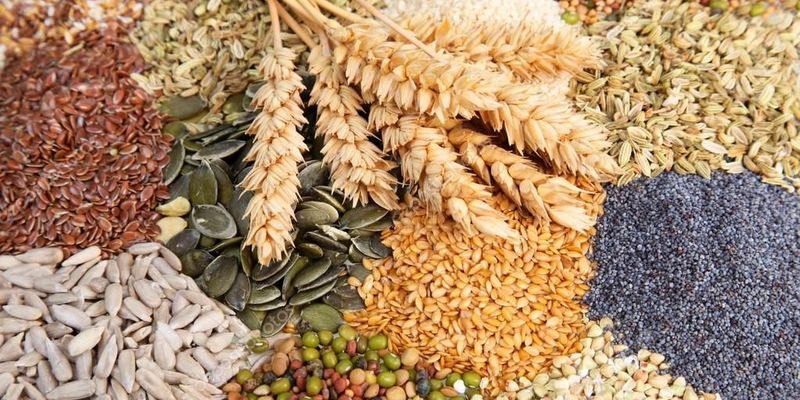 Причини зниження якості насіння | Головне управління Держпродспоживслужби в  Дніпропетровській області